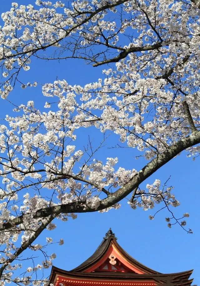 好机友摄影-花卉摄影理念与技法-爱学资源网